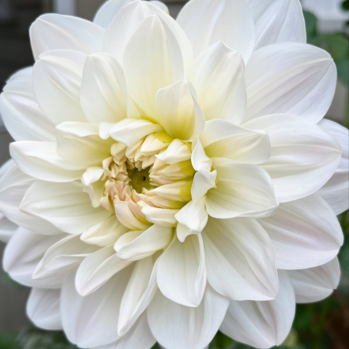 Cafe Au Lait -Hand Pollinated Seeds