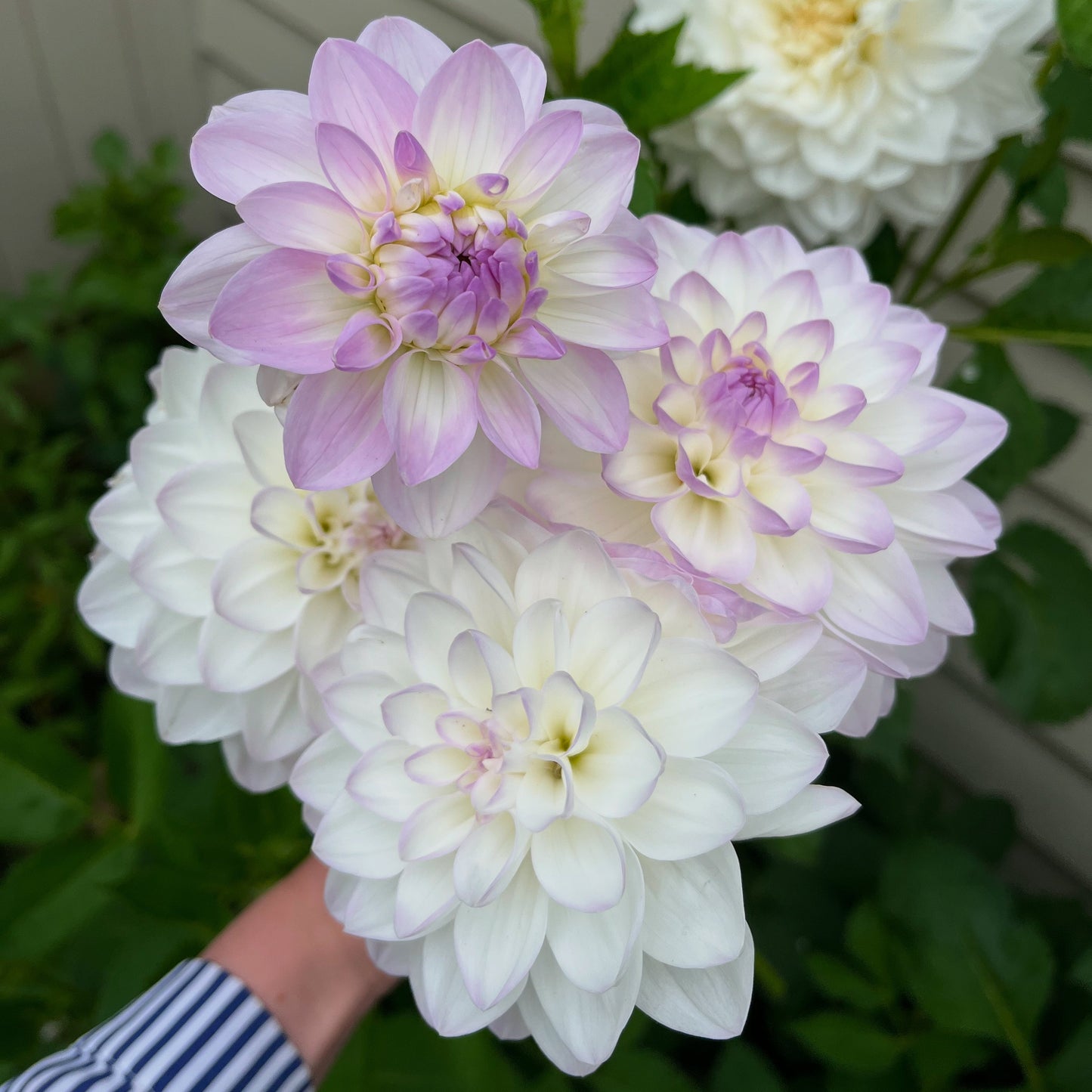 DAHLIA SEEDS DAYES OPEN POLLINATED BLEND