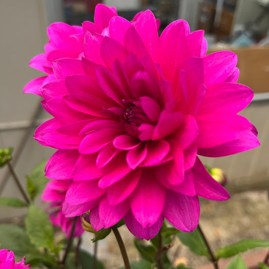 Berner Oberland Seeds