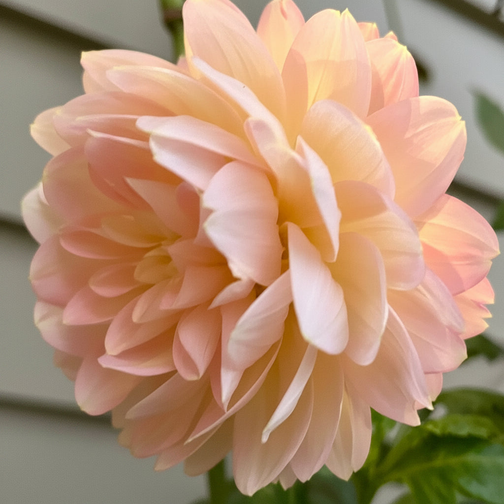 DAHLIA DAYES ROSEMARY WEBB SEEDS
