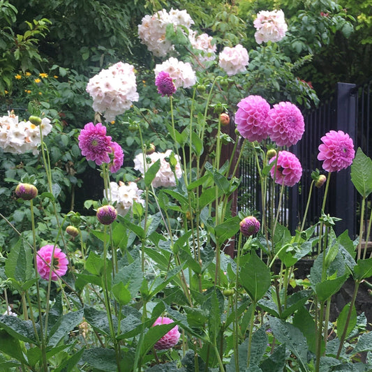 Pom Pom Happiness Seeds