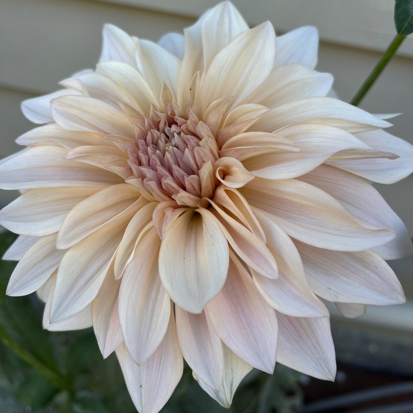 Cafe Au Lait -Hand Pollinated Seeds