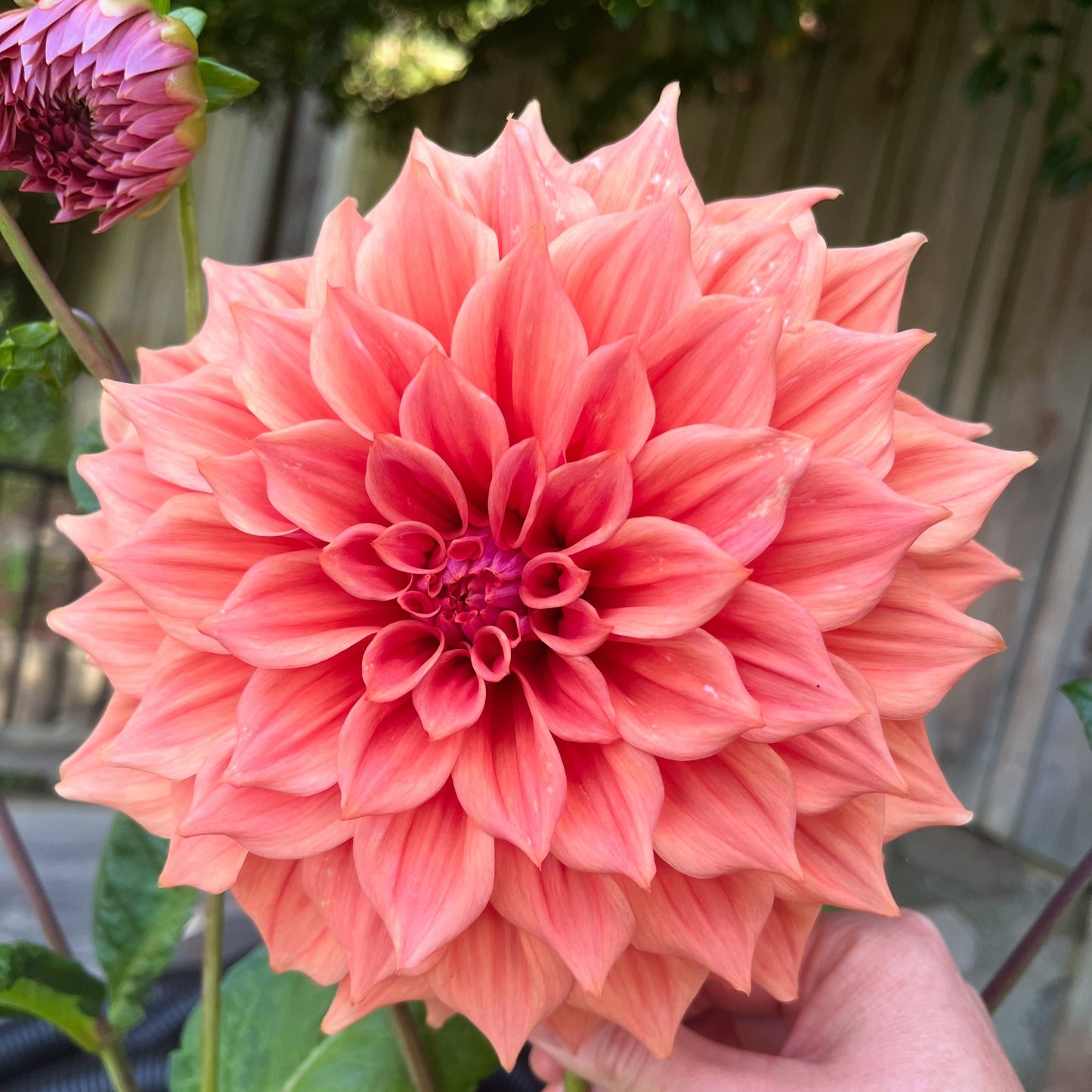 Goldilocks Dip Seeds