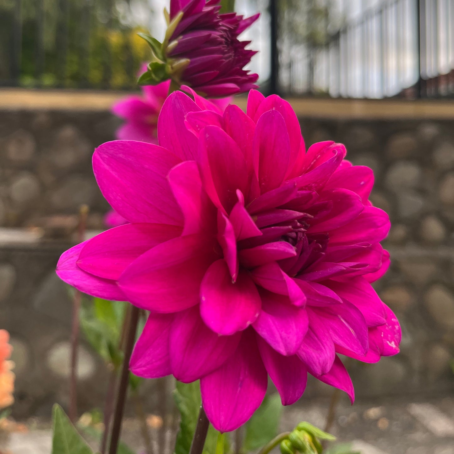 Berner Oberland Seeds