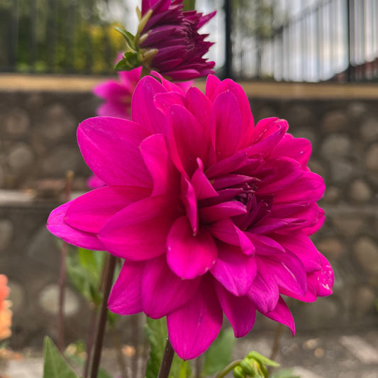 Berner Oberland Seeds