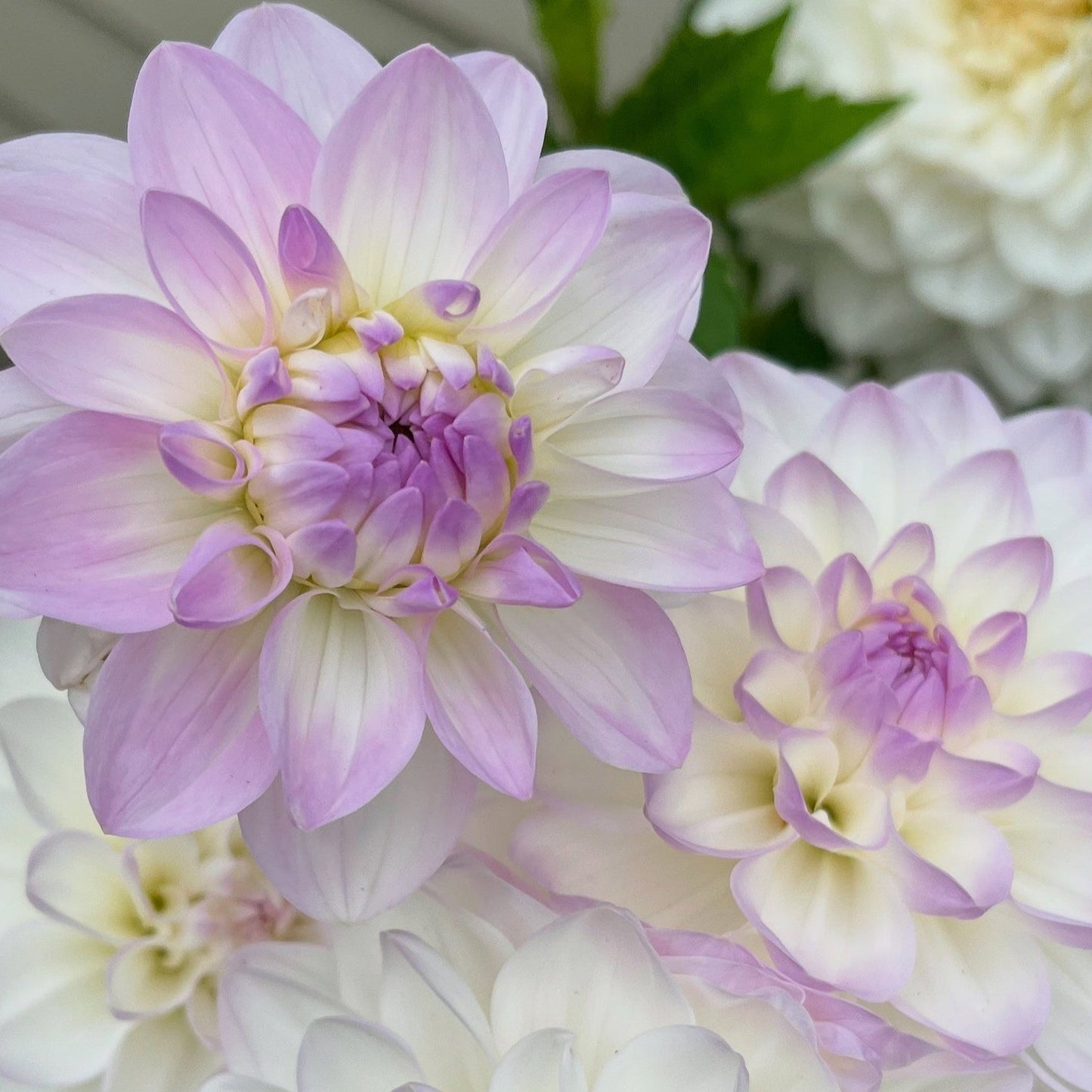 Mad about Eveline Seeds