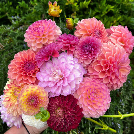 DAHLIA SEEDS DAYES OPEN POLLINATED BLEND