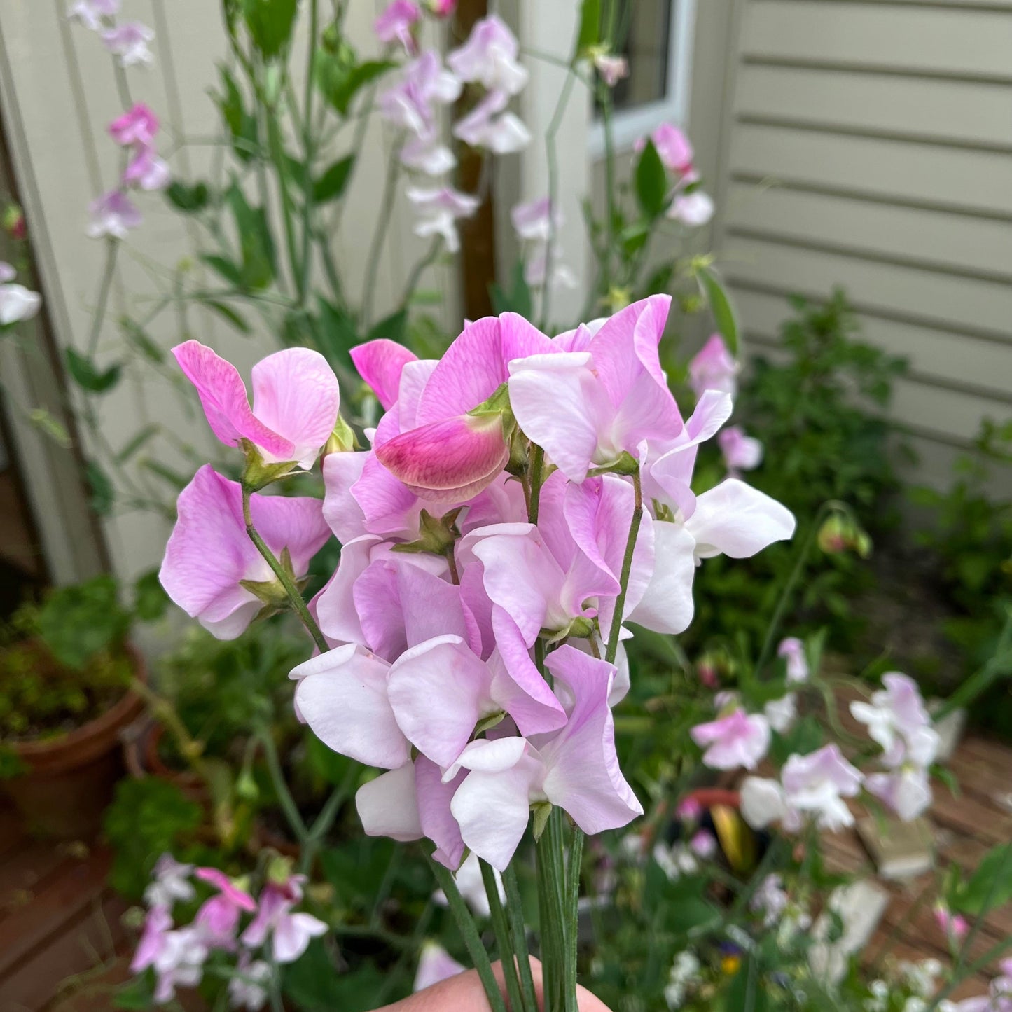 Belle & Lucy's Sweet pea Lucky Dip Mix