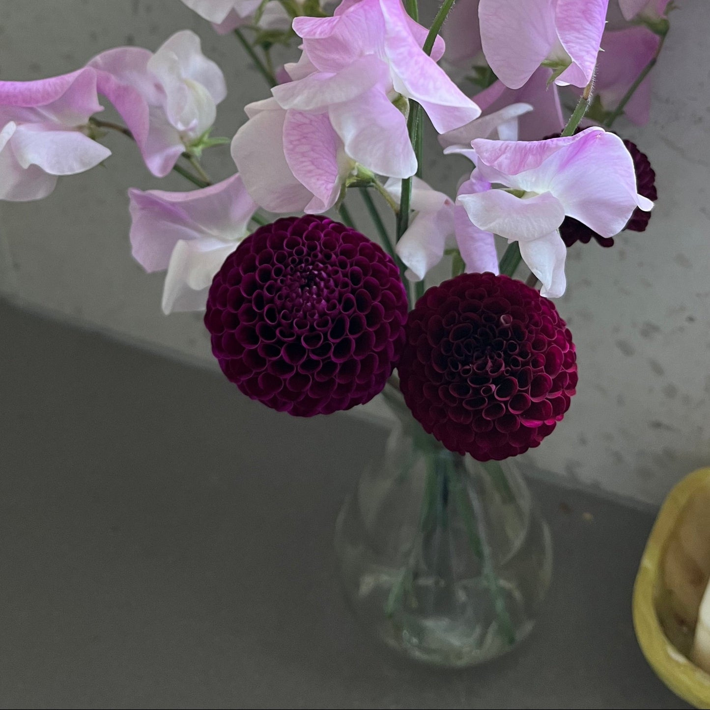 Pom Pom Happiness Seeds