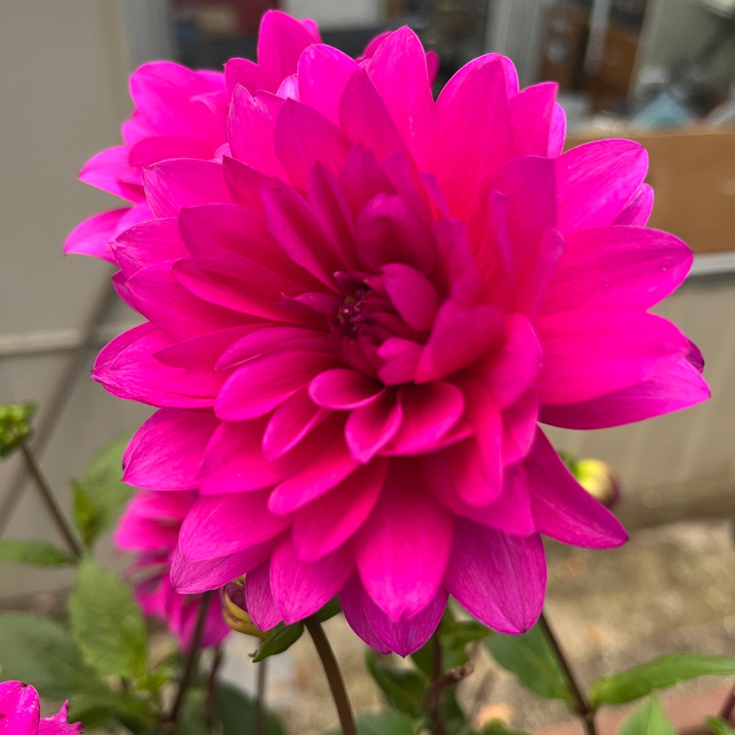 Berner Oberland Seeds