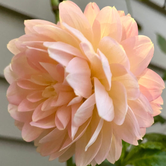 Rosemary Webb Hand Pollinated