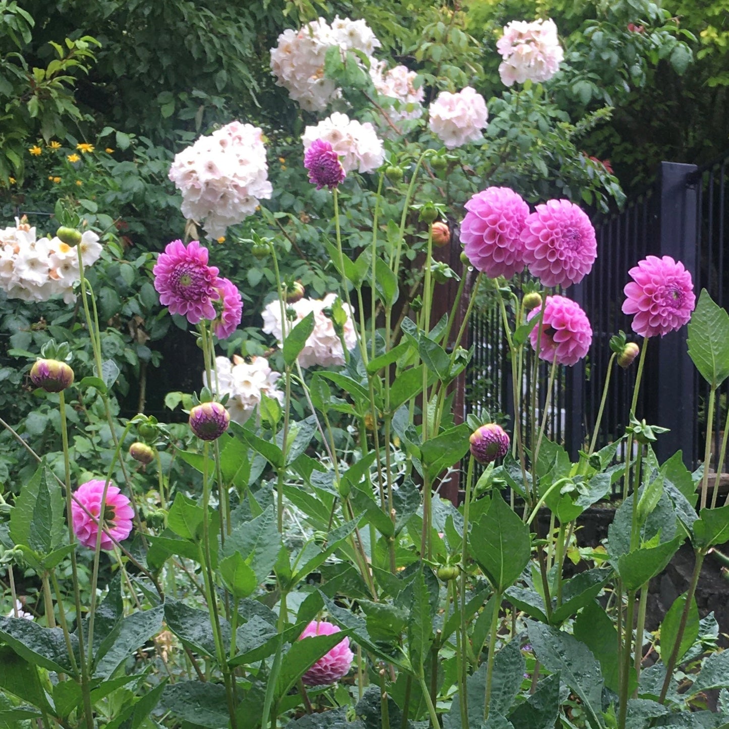 Pom Pom Happiness Seeds