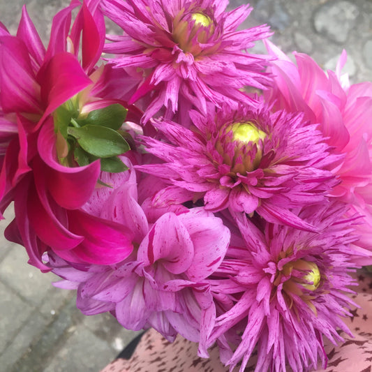 Pink Pony Club Seed Mix